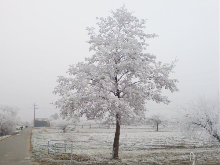仿真樹.jpg 仿真樹