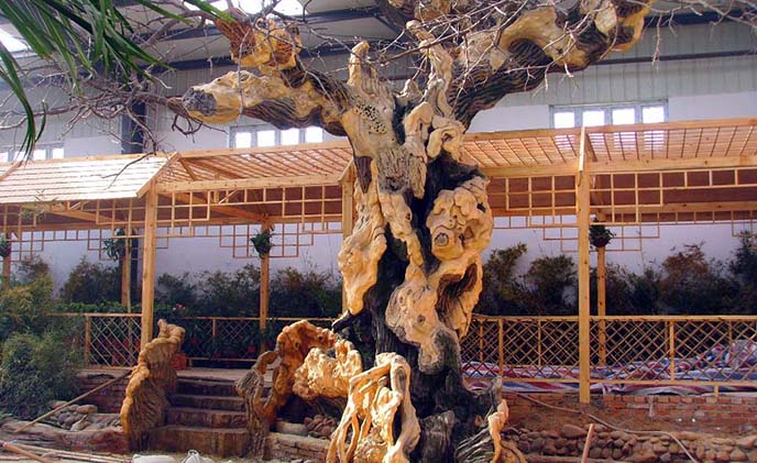 仿真樹(shù)圖片.jpg 仿真樹(shù)圖片