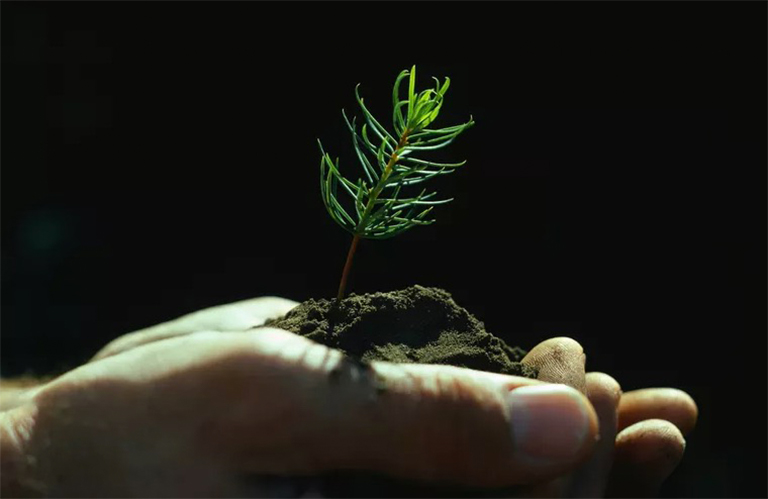 仿真樹.jpg 仿真樹