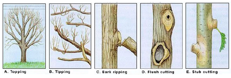 仿真樹.jpg 仿真樹