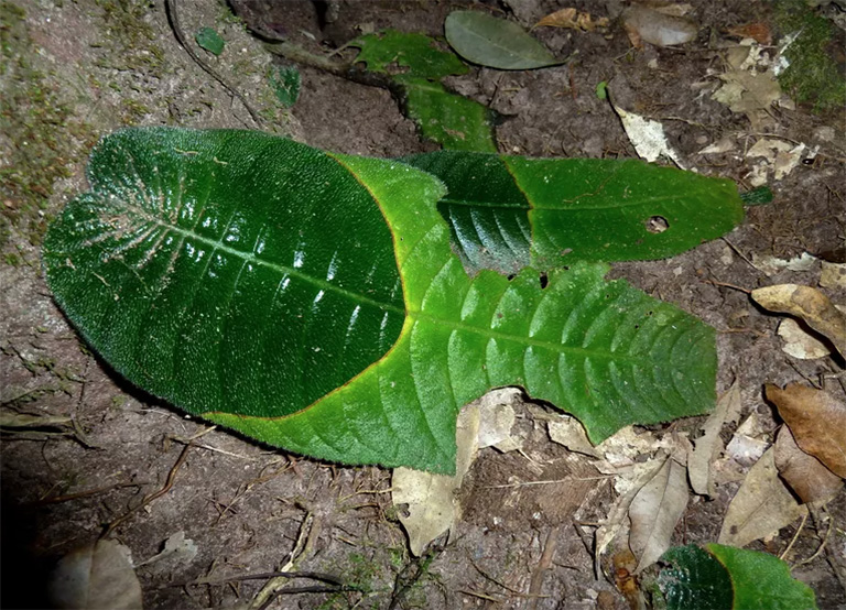 仿真樹.jpg 仿真樹