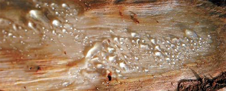 仿真樹.jpg 仿真樹