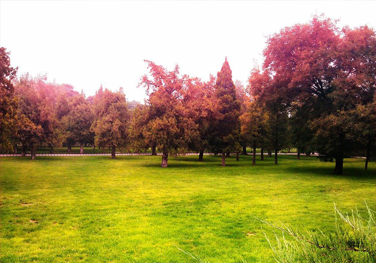 仿真樹.jpg 仿真樹