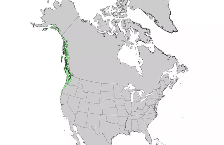 仿真樹.jpg 仿真樹