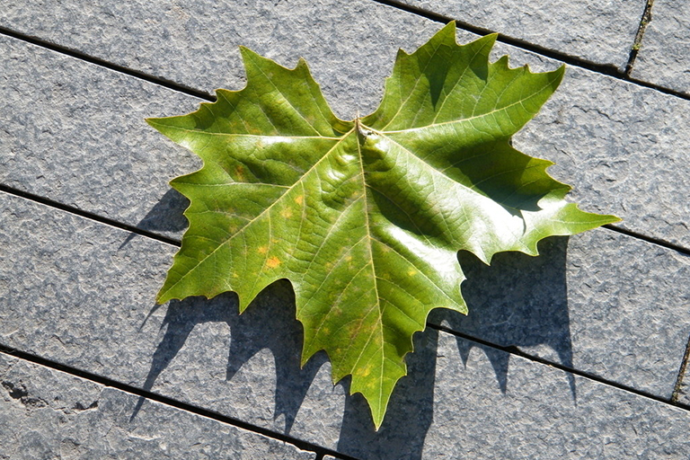 樹(shù)葉收藏