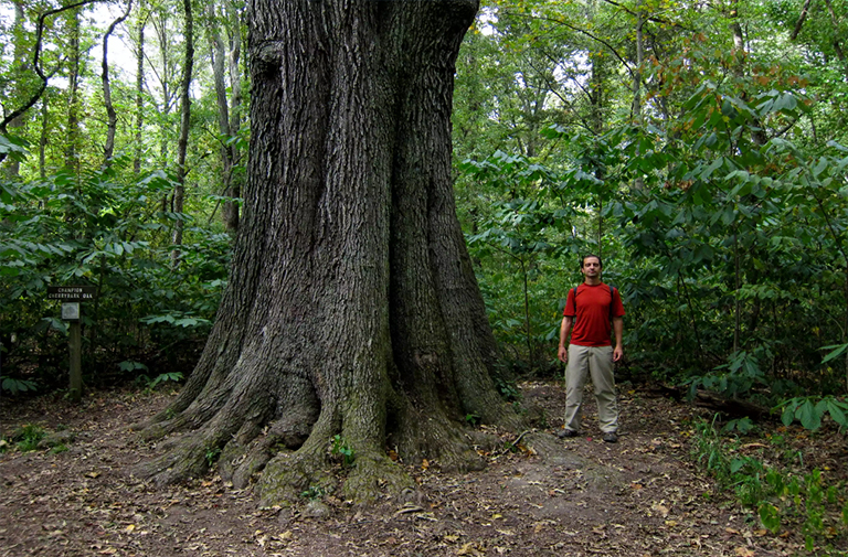 櫻桃樹(shù)皮橡木