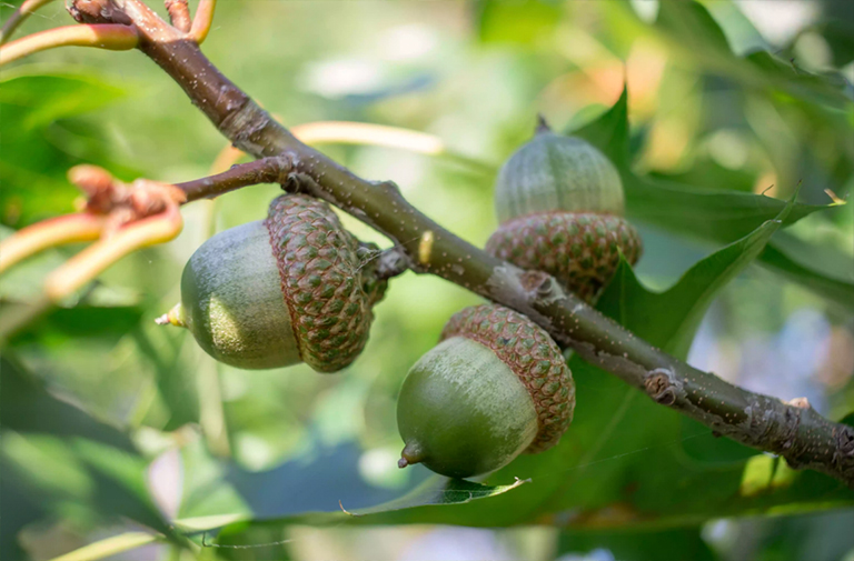 月桂樹(shù)橡木