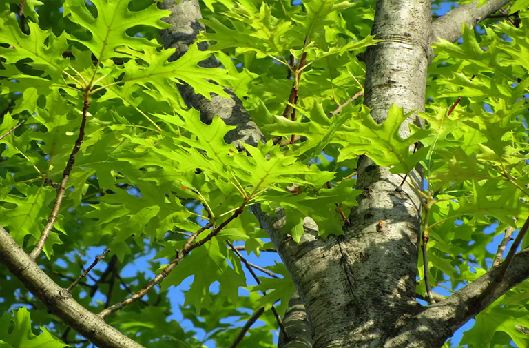 猩紅色的橡樹(shù)