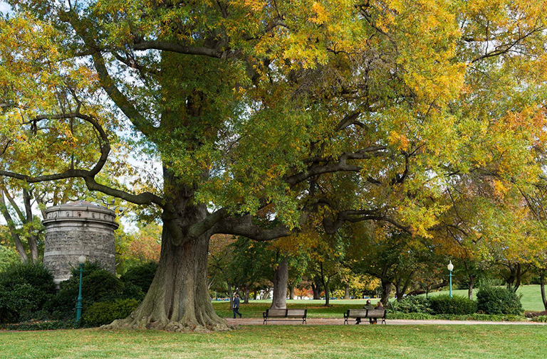 柳樹(shù)橡樹(shù)