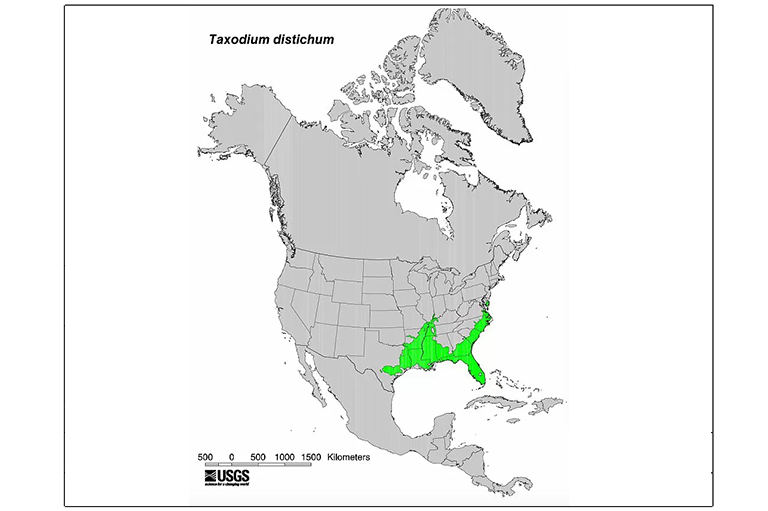 橡樹(shù)膠柏樹(shù)型地圖