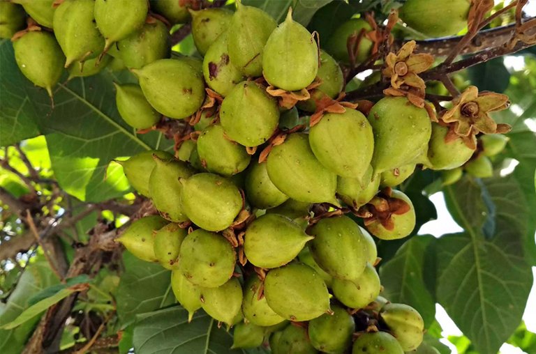 皇家泡桐或公主樹