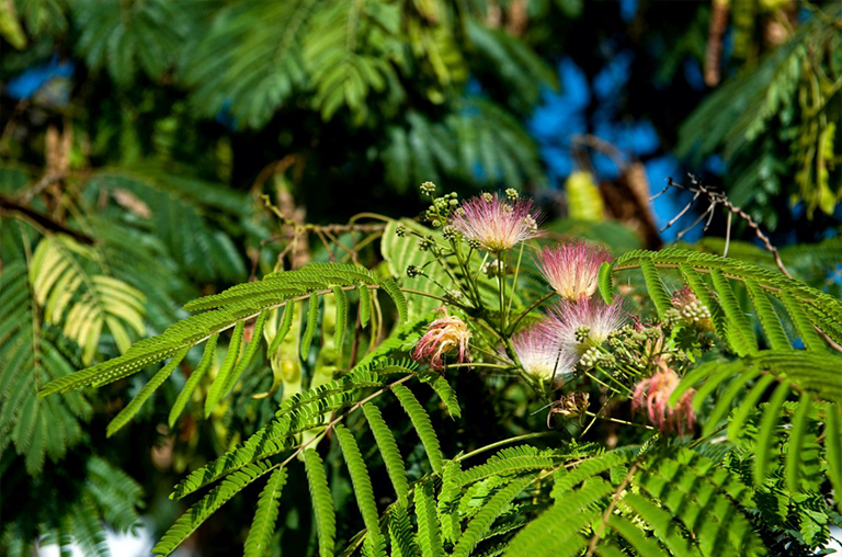 含羞草或絲綢樹