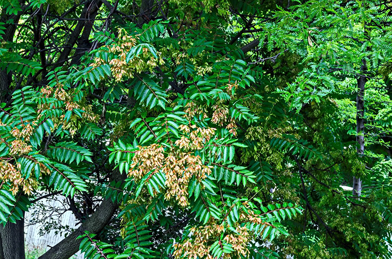 天堂之樹，臭椿或中國漆樹