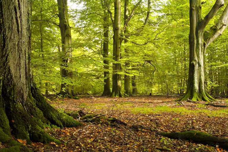 美國(guó)山毛櫸樹皮