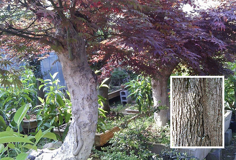 紅楓樹(shù)皮和樹(shù)干