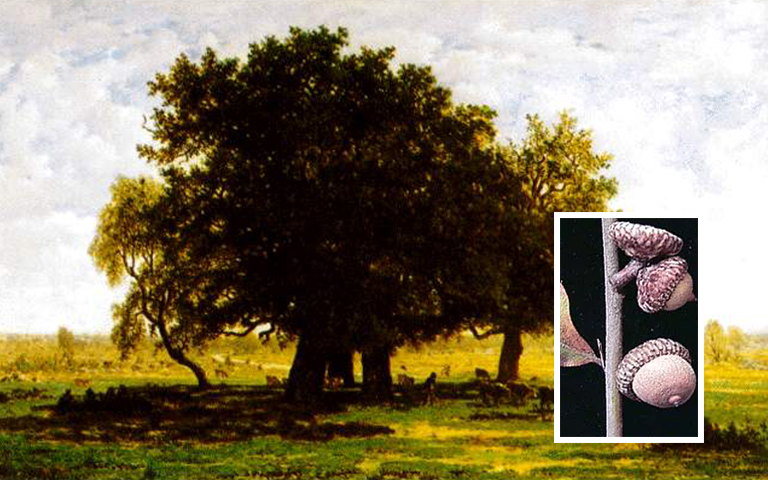 櫻桃樹(shù)皮橡子橡子