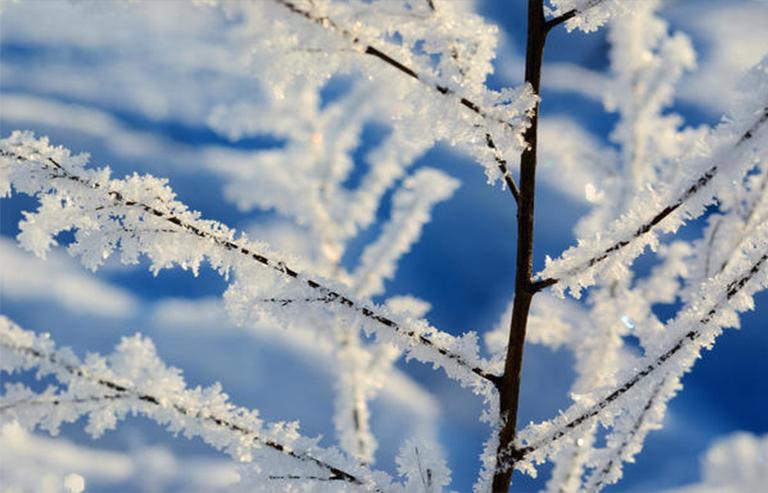 冬季樹(shù)木.jpg 冬季樹(shù)木