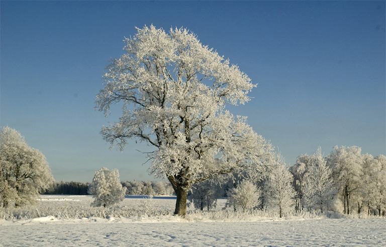 冬季樹(shù)木.jpg 冬季樹(shù)木