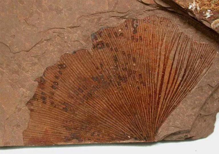 銀杏化石.jpg 銀杏化石