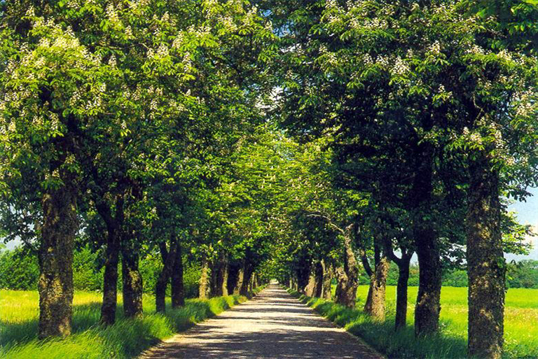 樹(shù)林.jpg 樹(shù)林