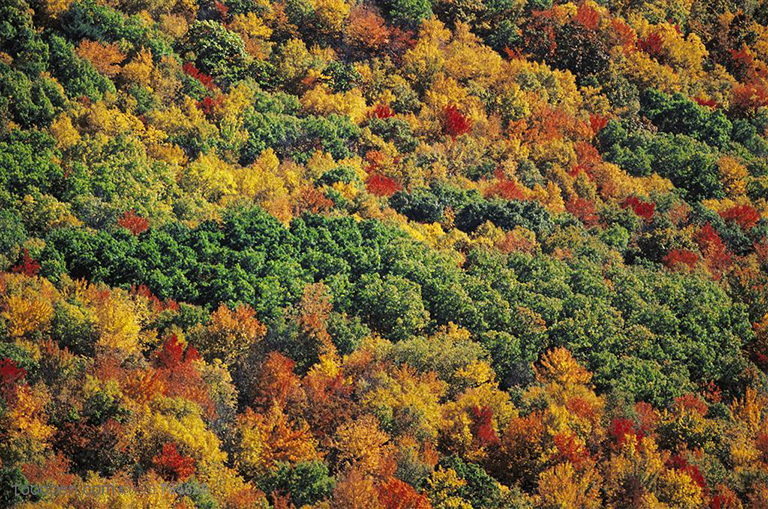 樹(shù)林.jpg 樹(shù)林