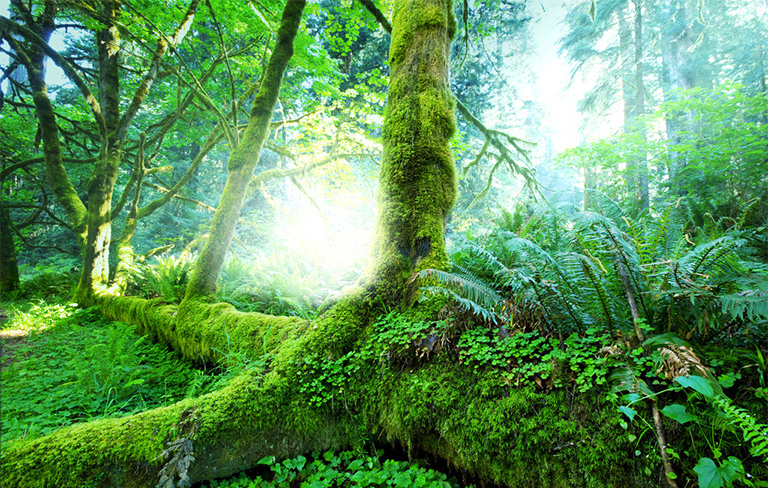 原始森林.jpg 原始森林