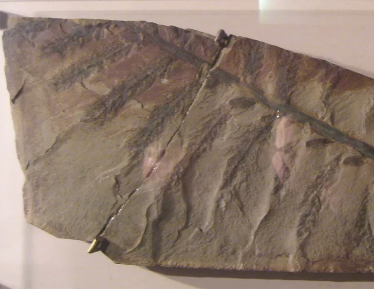 始祖鳥(niǎo)-絕種樹(shù)木.jpg 始祖鳥(niǎo)-絕種樹(shù)木