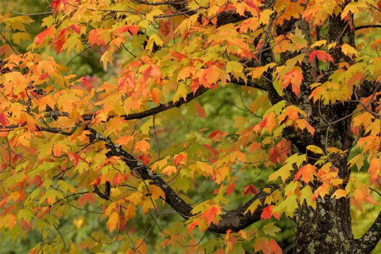 樹(shù)木.jpg 樹(shù)木