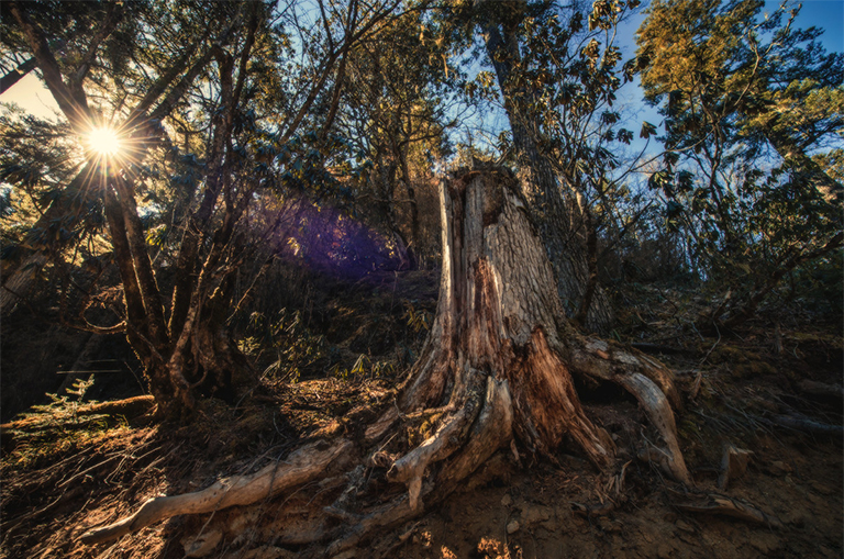 可能造成樹木死亡的5個因素.jpg 可能造成樹木死亡的5個因素