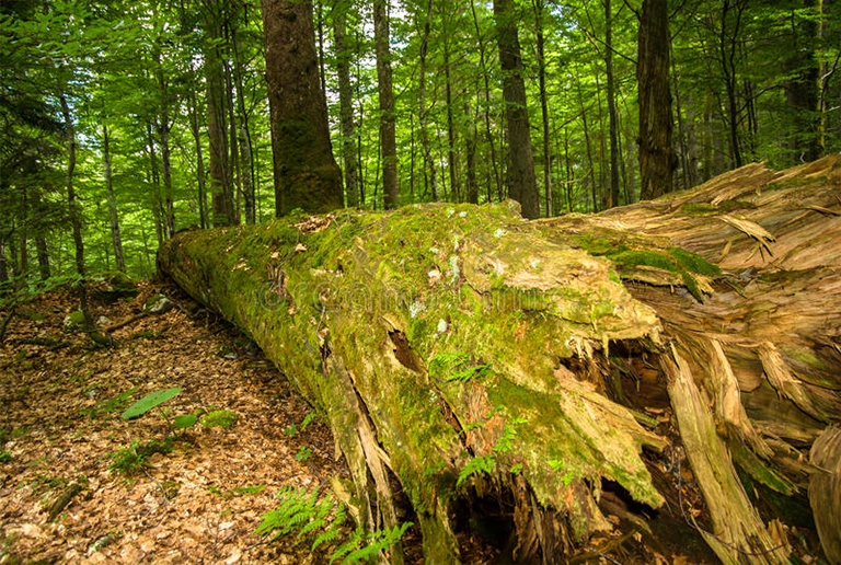 樹(shù)木腐爛.jpg 樹(shù)木腐爛