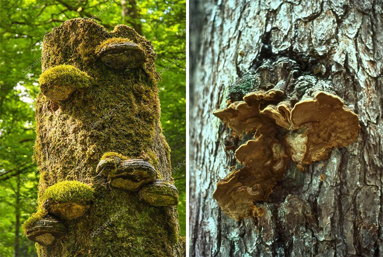 樹(shù)木腐爛.jpg 樹(shù)木腐爛