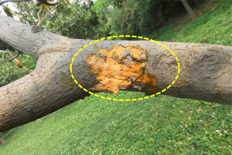 樹(shù)木腐爛.jpg 樹(shù)木腐爛