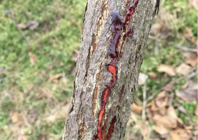 樹(shù)木潰瘍病.jpg 樹(shù)木潰瘍病