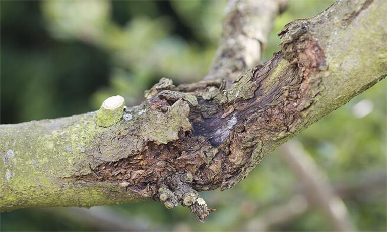 樹(shù)木潰瘍病.jpg 樹(shù)木潰瘍病