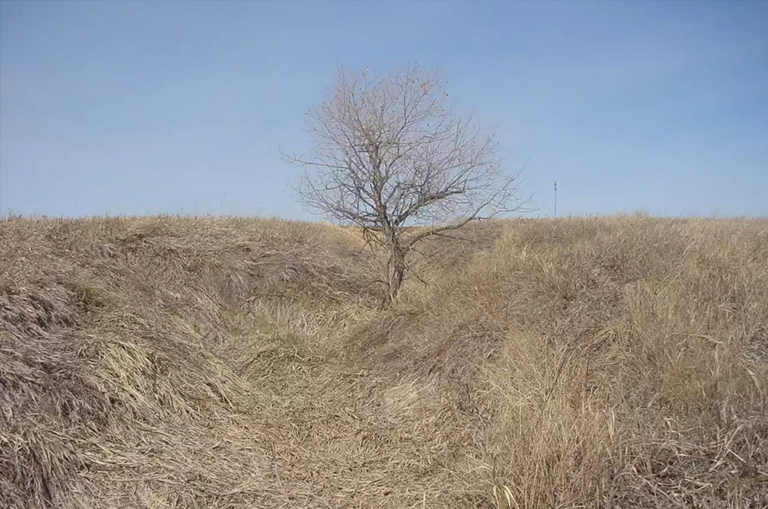 早春樹仍處于休眠狀態(tài).jpg 早春樹仍處于休眠狀態(tài)