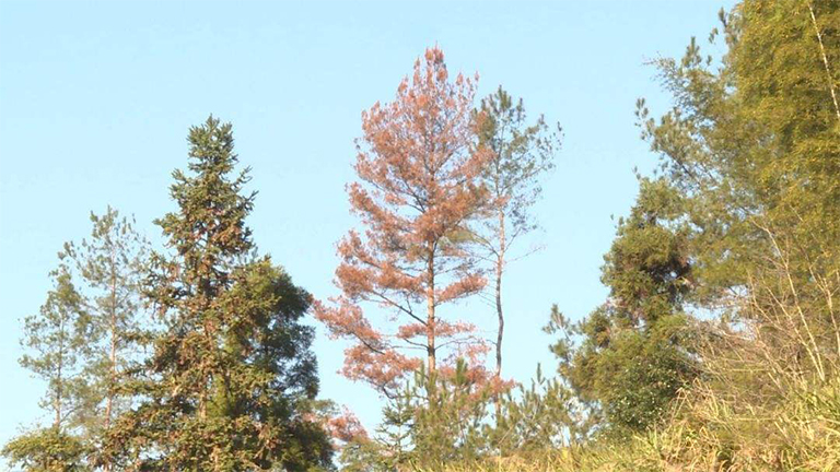 生病的針葉樹(shù)