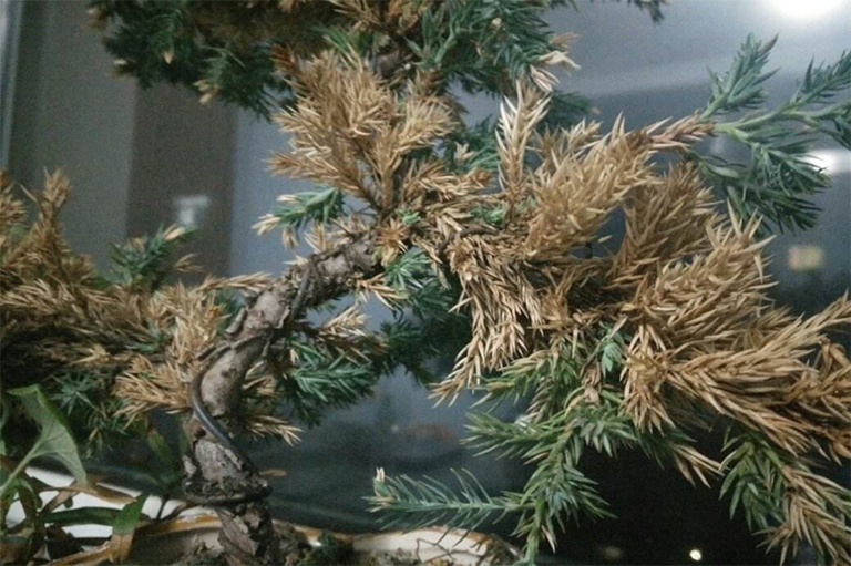 生病的針葉樹(shù)