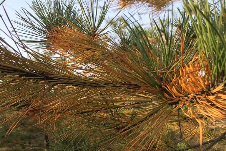 生病的針葉樹(shù)