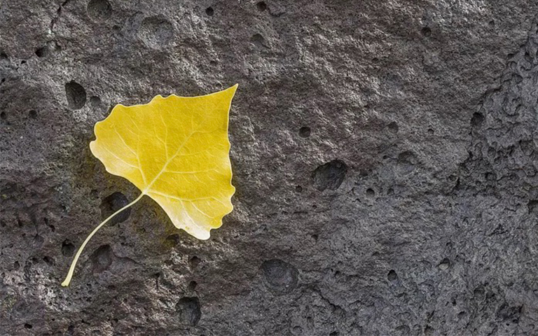 樹葉.jpg 樹葉.jpg