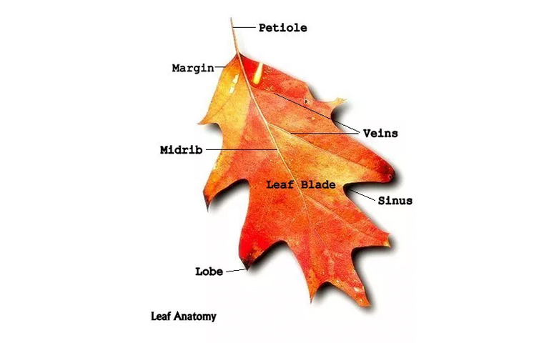 葉解剖.jpg 葉解剖