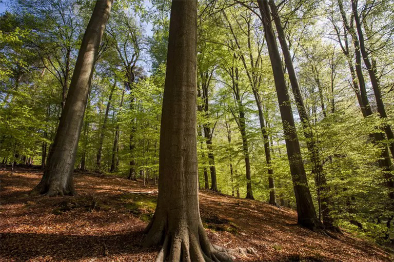 樹干生物學(xué)與木材基本結(jié)構(gòu).jpg 樹干生物學(xué)與木材基本結(jié)構(gòu)