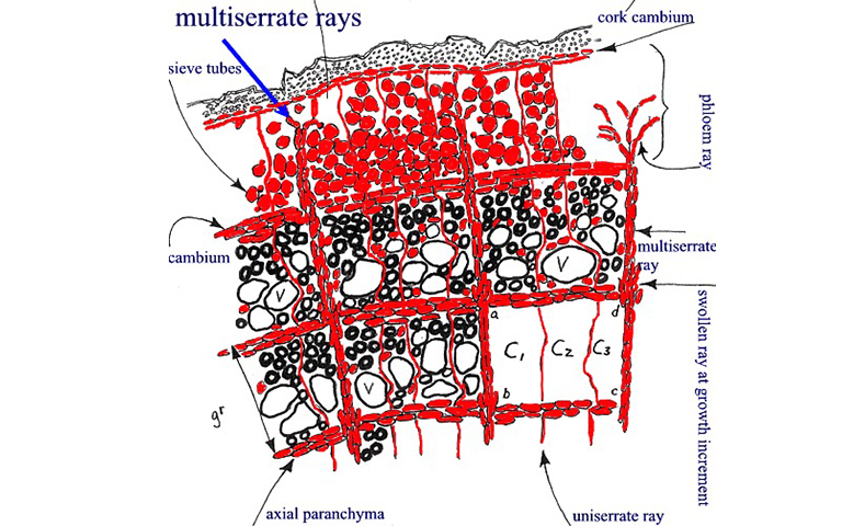一棵樹的象征.jpg 一棵樹的象征