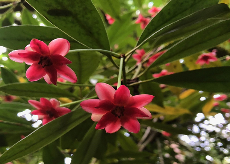 Henry Anise.jpg Henry Anise