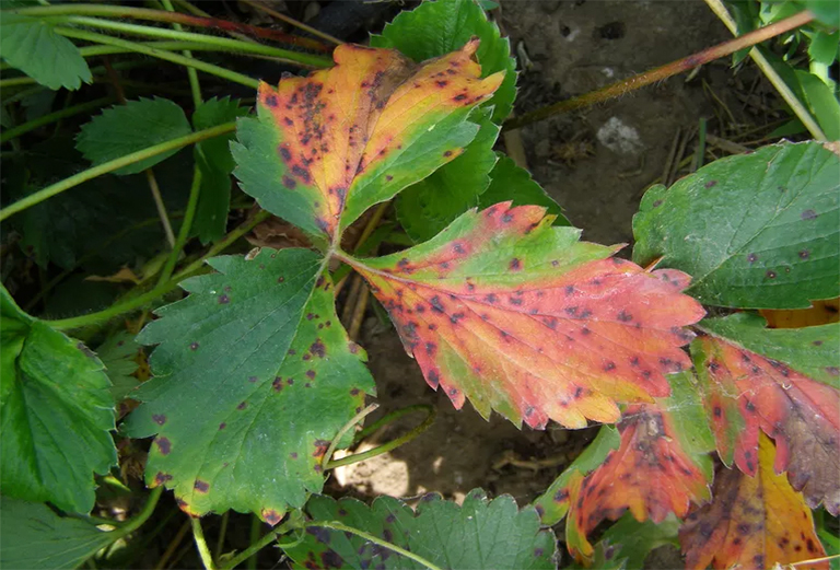 葉燒焦樹(shù)病.jpg 葉燒焦樹(shù)病