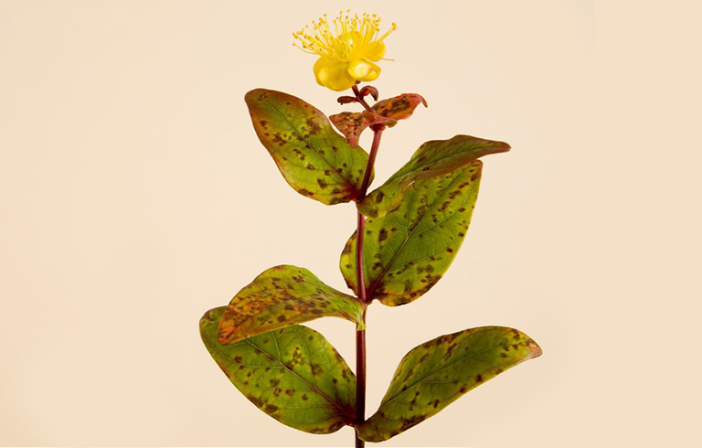 葉燒焦樹(shù)病.jpg 葉燒焦樹(shù)病