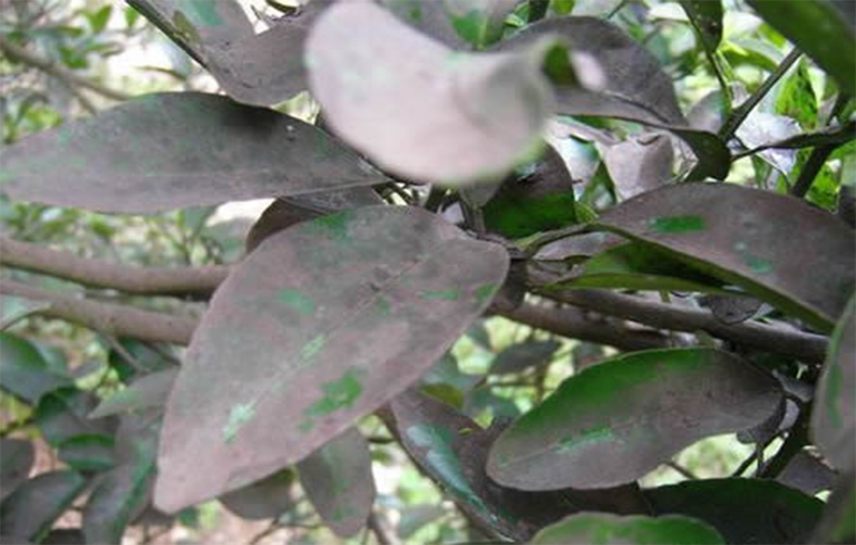 樹木黑煙病.jpg 樹木黑煙病