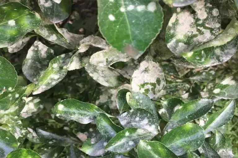 1588818207863812.jpg 11.jpg