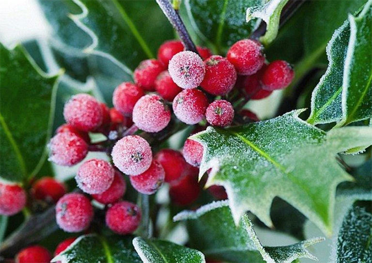 冬青樹.jpg 冬青樹