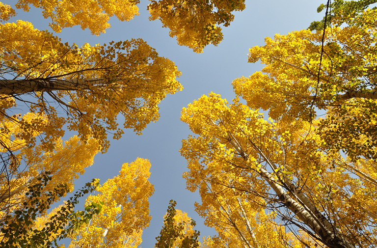 雜交楊樹.jpg 雜交楊樹