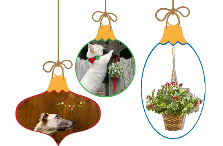 槲寄生和冬青.jpg 槲寄生和冬青